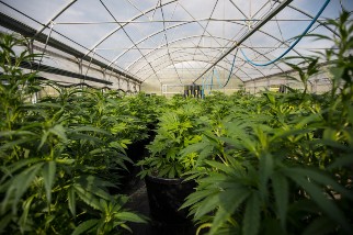 Cannabis growing in a greenhouse